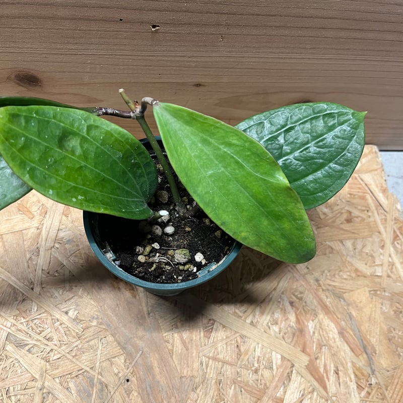 ホヤ ポリスタキア | GREEN LUCK