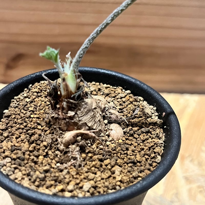 ペラルゴニウム ビオリフロルム | GREEN LUCK