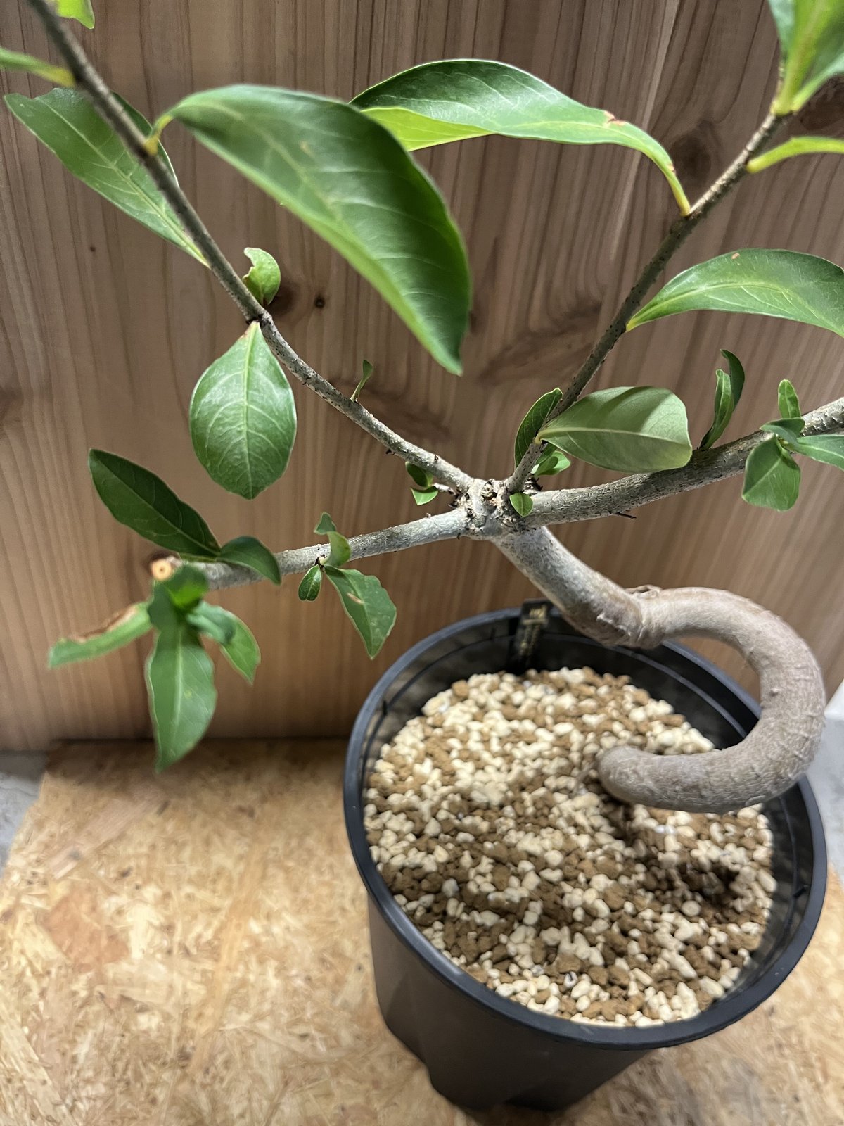 バオバブ　アダンソニア　ディギタータ　星の王子様　バオバブの木　塊根植物 ✨バオバブの木 アダンソニアディギタータ 抜苗 セネガル 星の