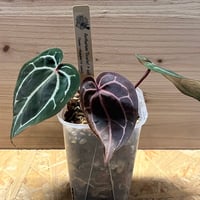超希少❗️フィロデンドロン　シャロニアエ✨ フィロデンドロン シャロニアエ 「Philodendron sharoniae」11J