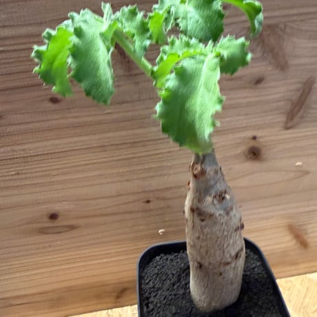 キフォステンマ　ユター