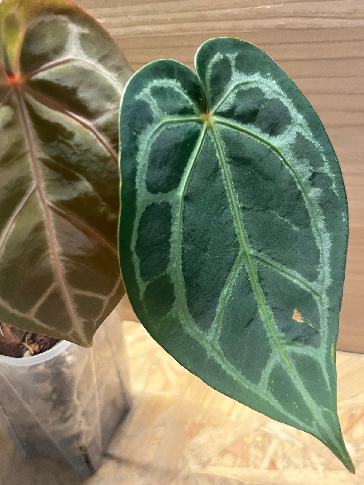 アンスリウム マグニフィカム'シルバー'×（ミシェル×ザラ）F3 | GREEN LUCK