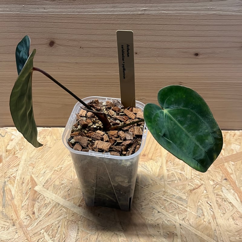 アンスリウム カーラブラッキー×パピリラミナム | GREEN LUCK