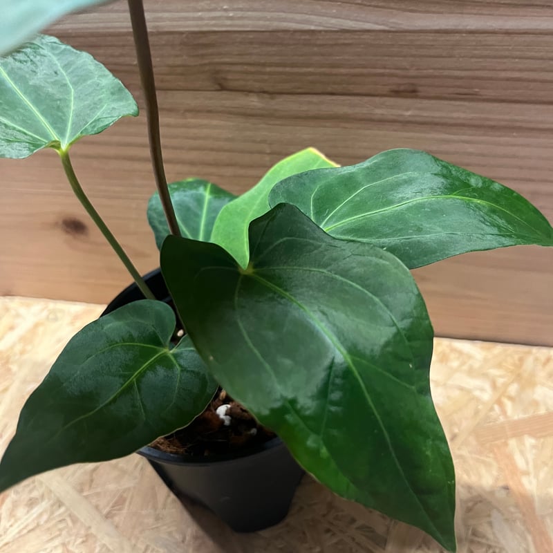 アンスリウム パピリラミナム レッドステム | GREEN LUCK