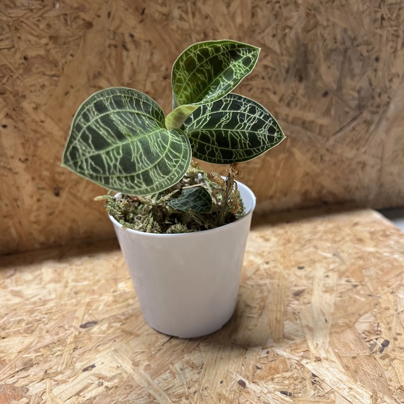 ジュエルオーキッド マコデスペトラ | GREEN LUCK