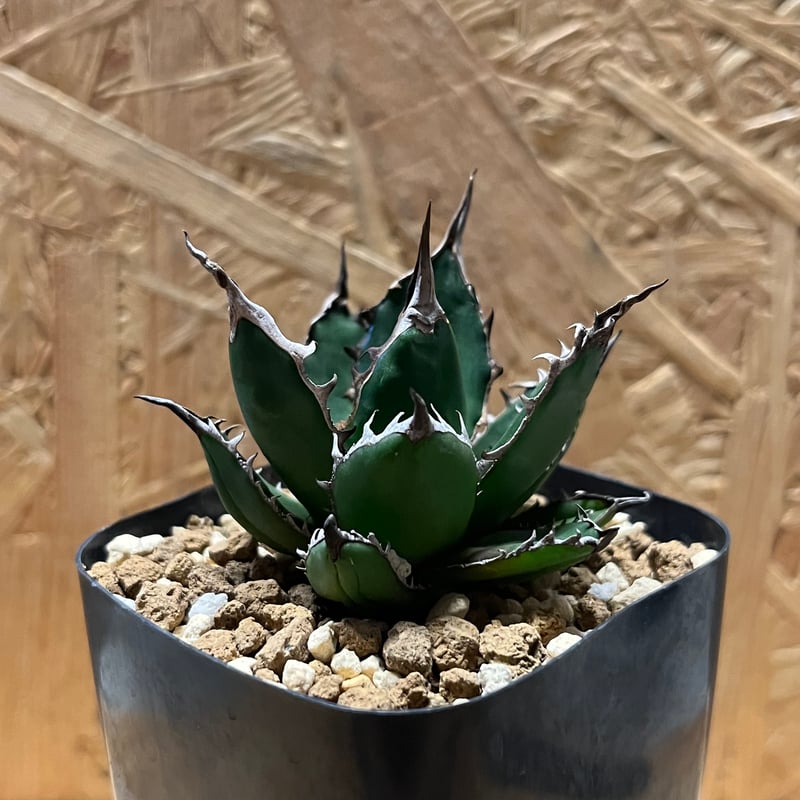アガベ ホリダ 狂棘陽炎タイプ | GREEN LUCK