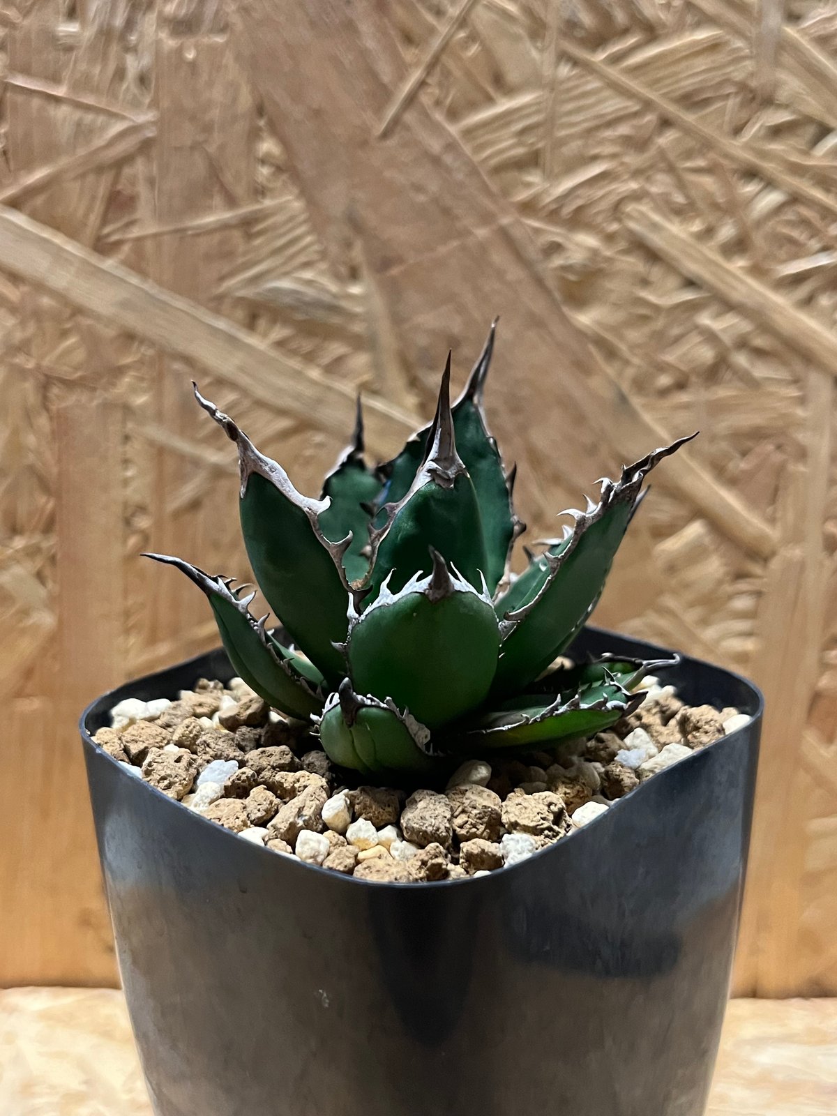 【大株】アガベ ホリダ 陽炎 アガベ ホリダ 狂棘陽炎タイプ | GREEN LUCK