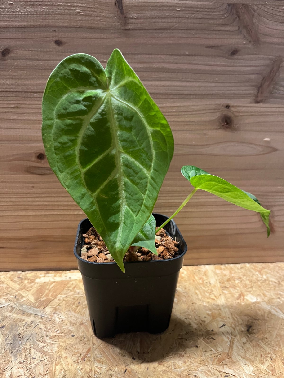 アンスリウム　マグニフィカム アンスリウム マグニフィカム エンジェルズドリーム(Anthurium