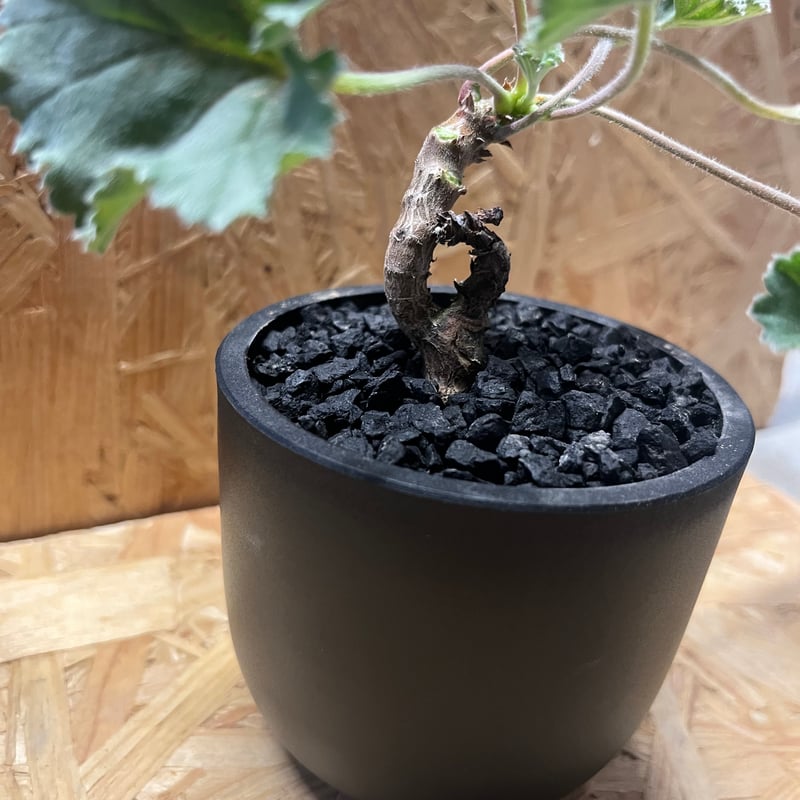 ペラルゴニウム ミラビレ　ミニ盆栽鉢仕立　鉢のまま発送 ペラルゴニウム ミラビレ×Maceta | GREEN LUCK