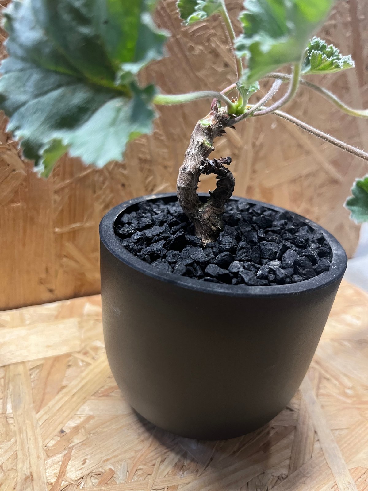 ペラルゴニウム ミラビレ×Maceta | GREEN LUCK