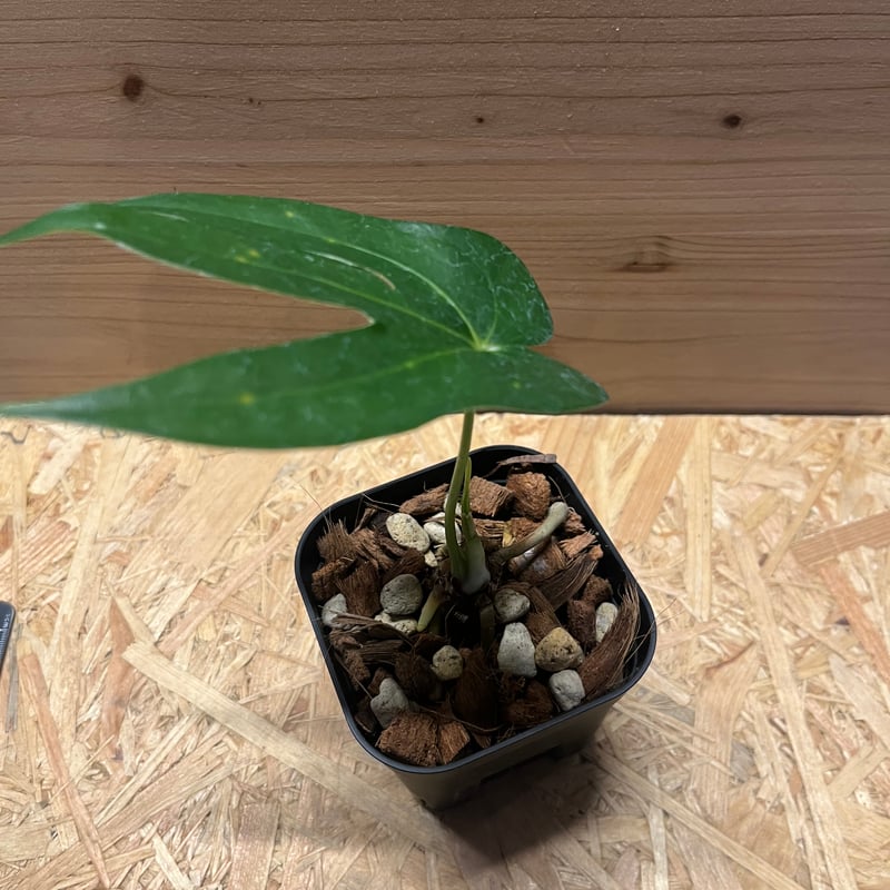 アンスリウム ペダトラディアツム | GREEN LUCK