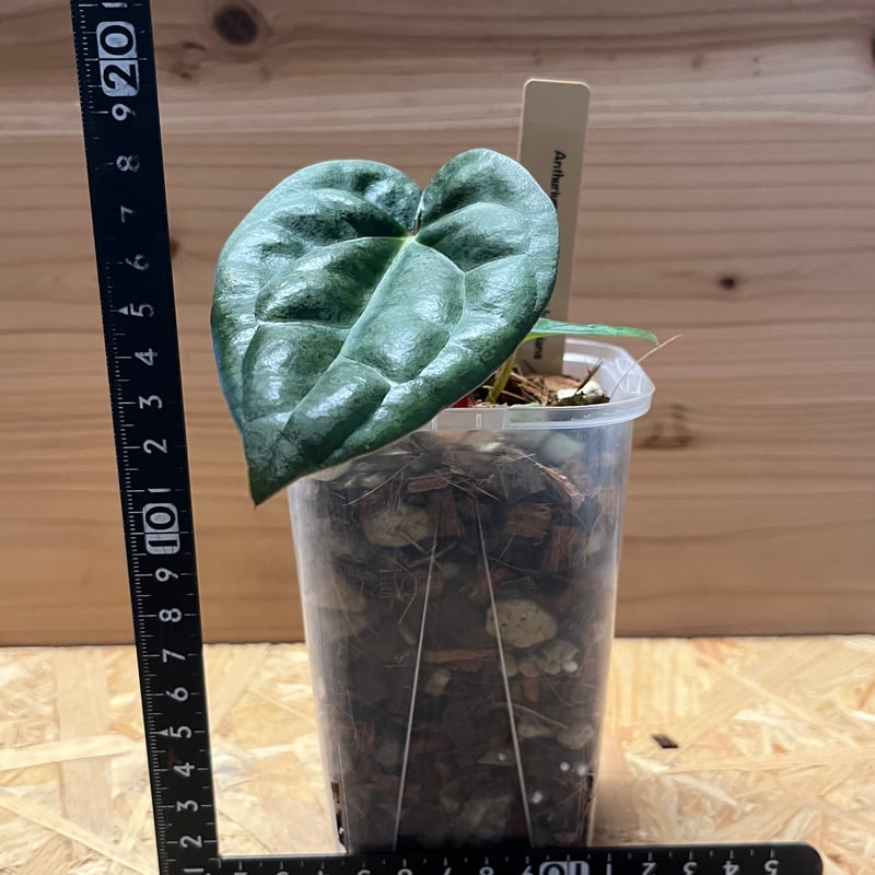 アンスリウム カーラブラッキー×レッドクリスタル レア交配 かなり渋い