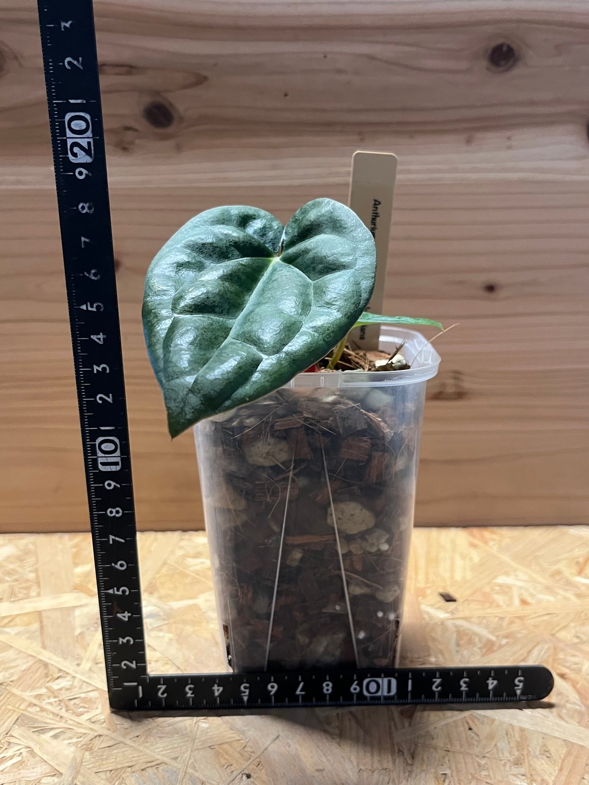 アンスリウム カーラブラッキー×ルクスリアンス | GREEN LUCK