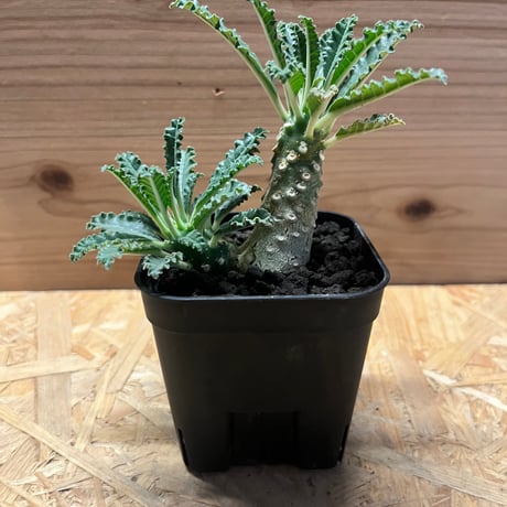 ラブラニー | STORES