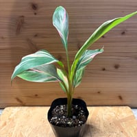斑入りバナナ　ムサノノ
