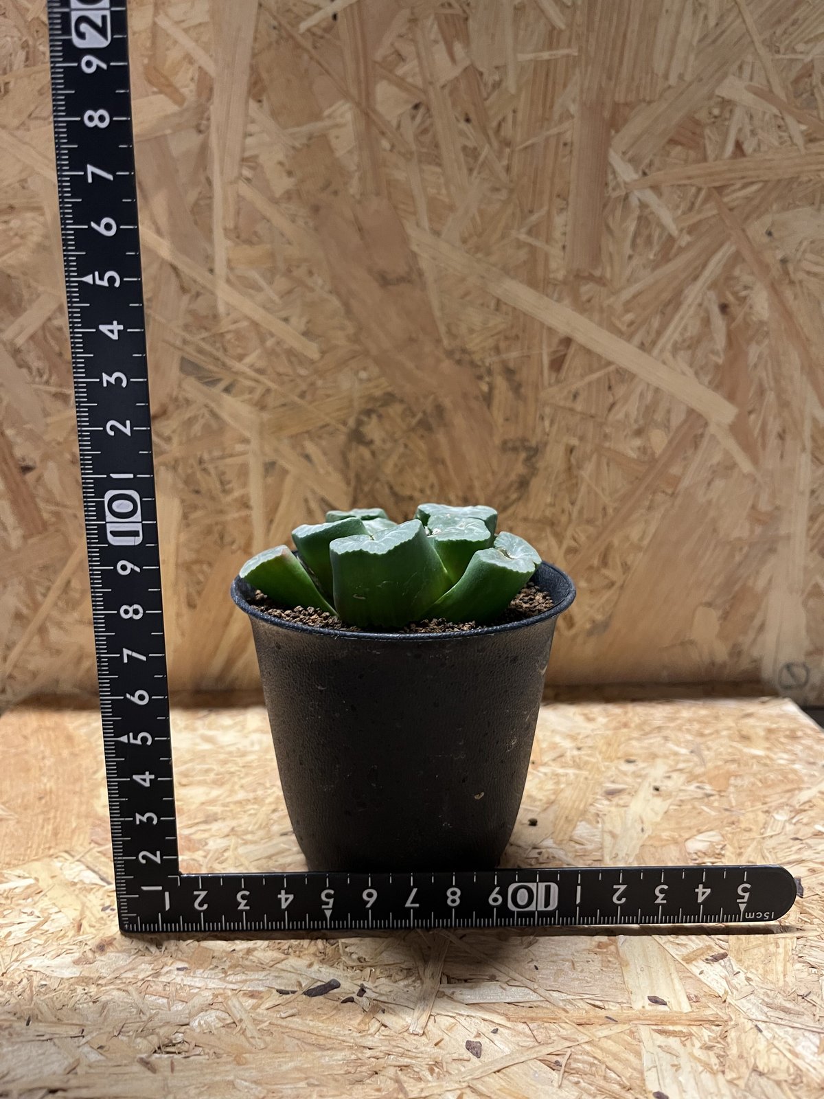 多肉 ハオルチア万象 16a 多肉植物 ハオルチア 霊鷲山万象錦 自家繁殖