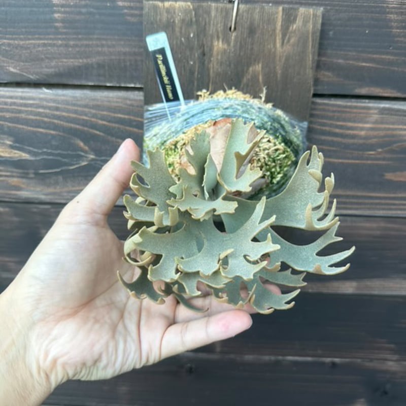 ビカクシダ ウィリンキー ナノ スポア | GREEN LUCK