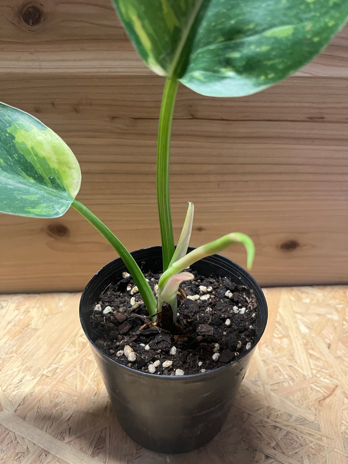 フィロデンドロン グリーンコンゴ バリエガータ | GREEN LUCK