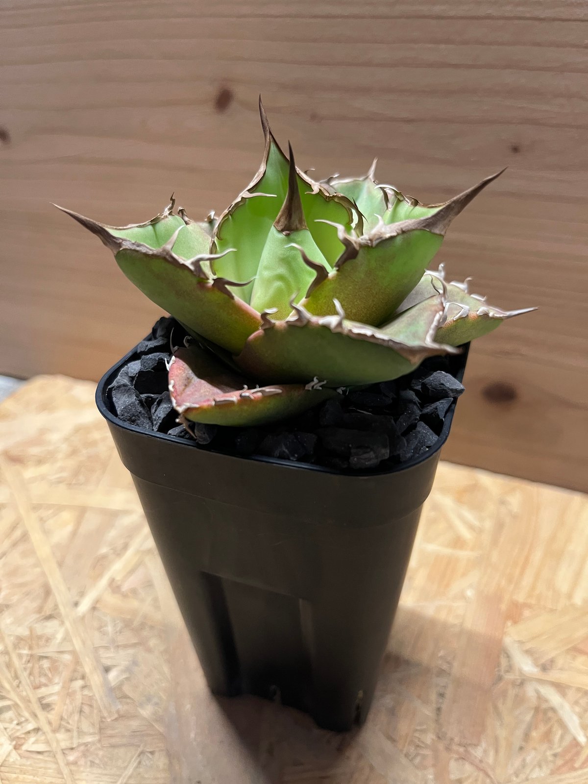 アガベ　グリフィン　イラン株　子株【発根済】 アガベ グリフィン イラン株 子株【発根済】 【公式通販】