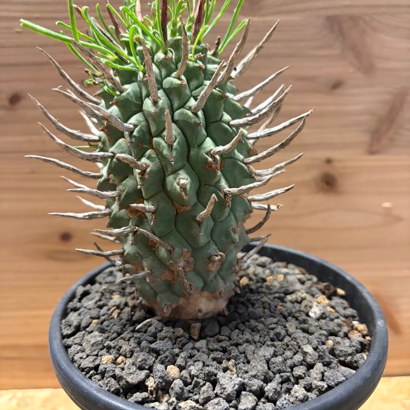 ユーフォルビア スコエンランディ 闘牛角 | GREEN LUCK