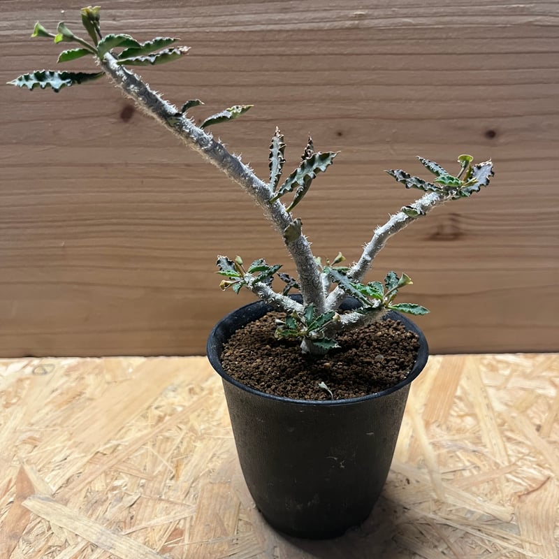 ユーフォルビア カプサインテマリエンシス | GREEN LUCK