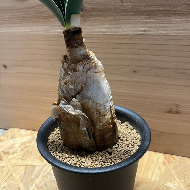 ブーファン ハエマンソイデス | GREEN LUCK