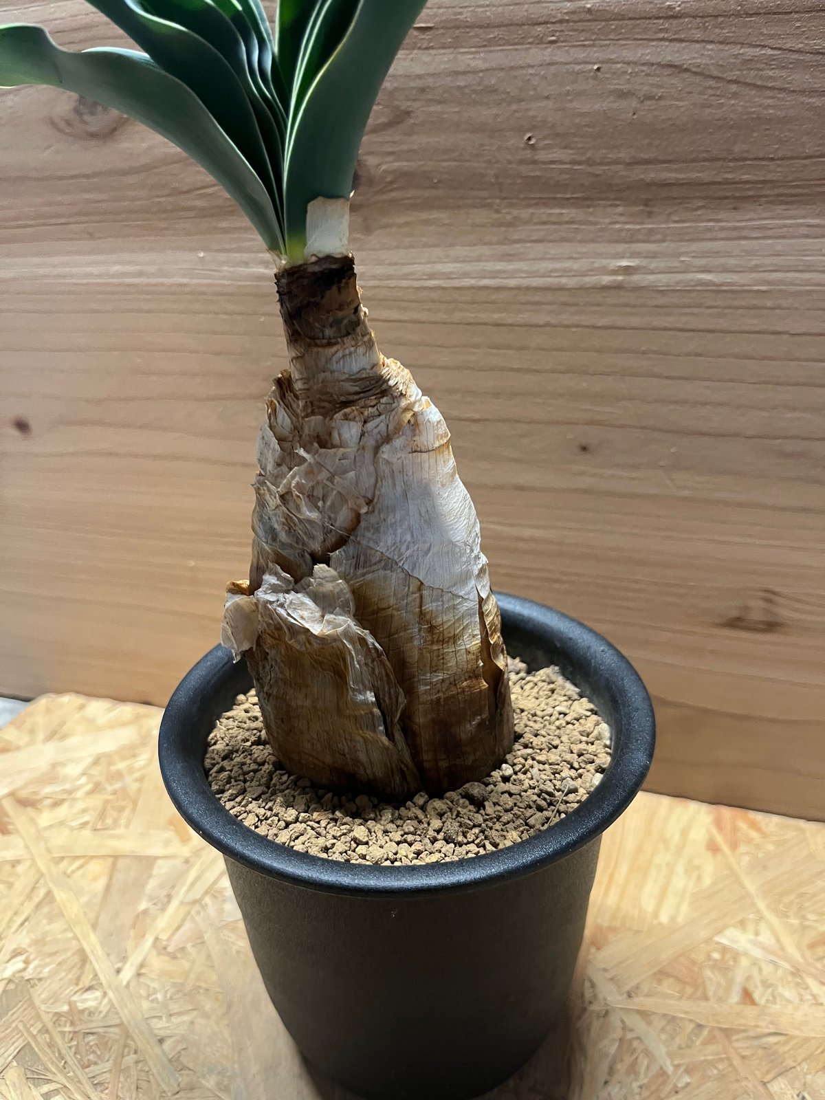 ブーファン ハエマンソイデス | GREEN LUCK