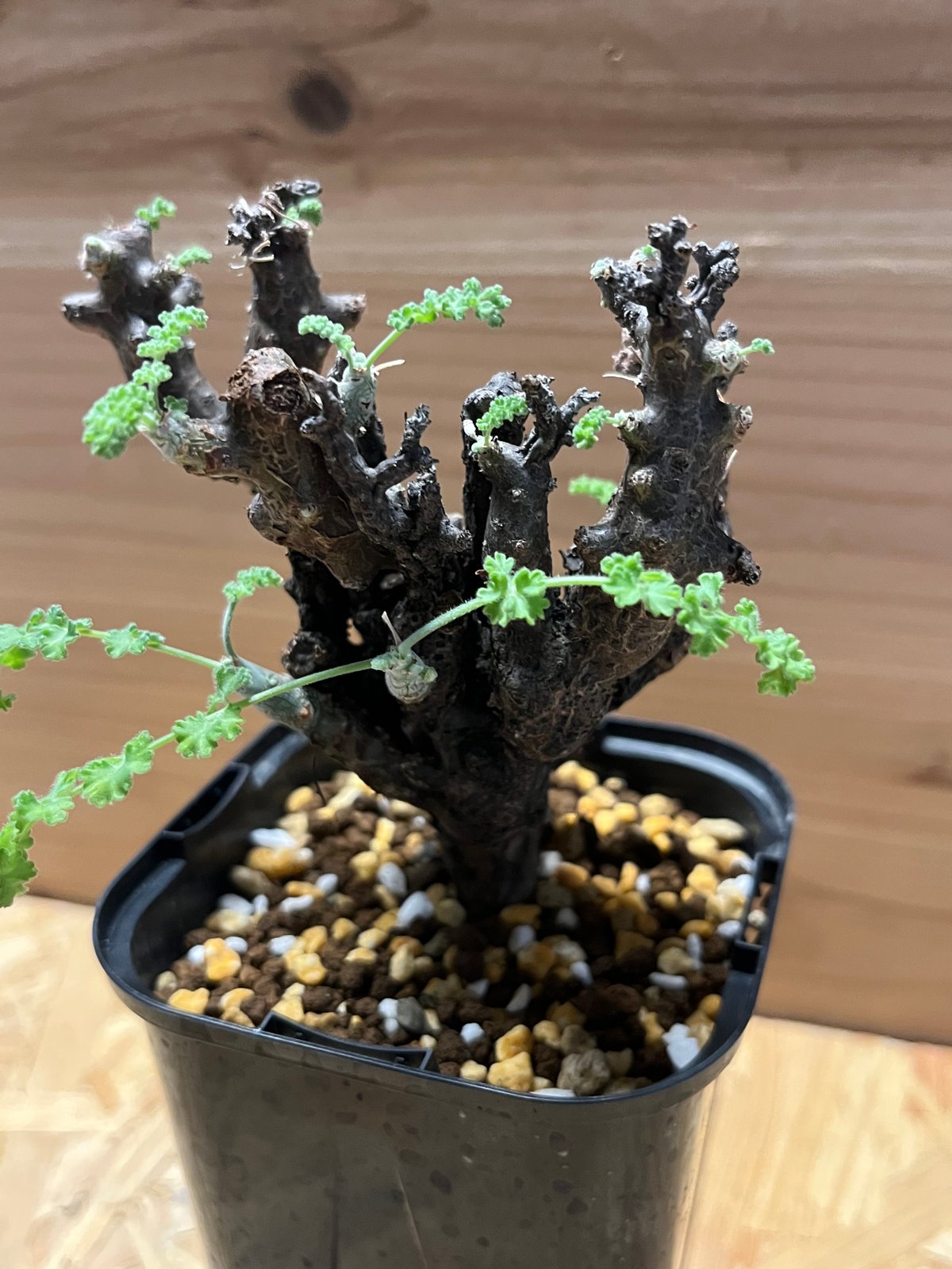 ペラルゴニウム　アルテルナンス fit=scale-down,w=1200