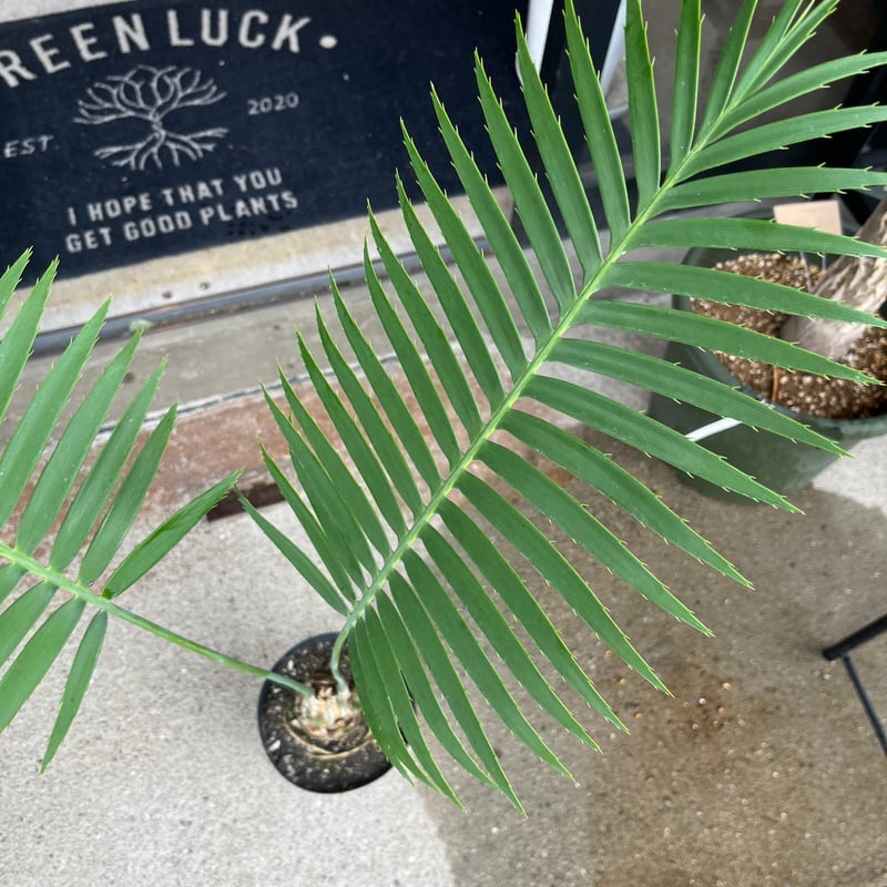 ディオーン スピヌロスム | GREEN LUCK ディオーン スピヌロスム | GREEN LUCK