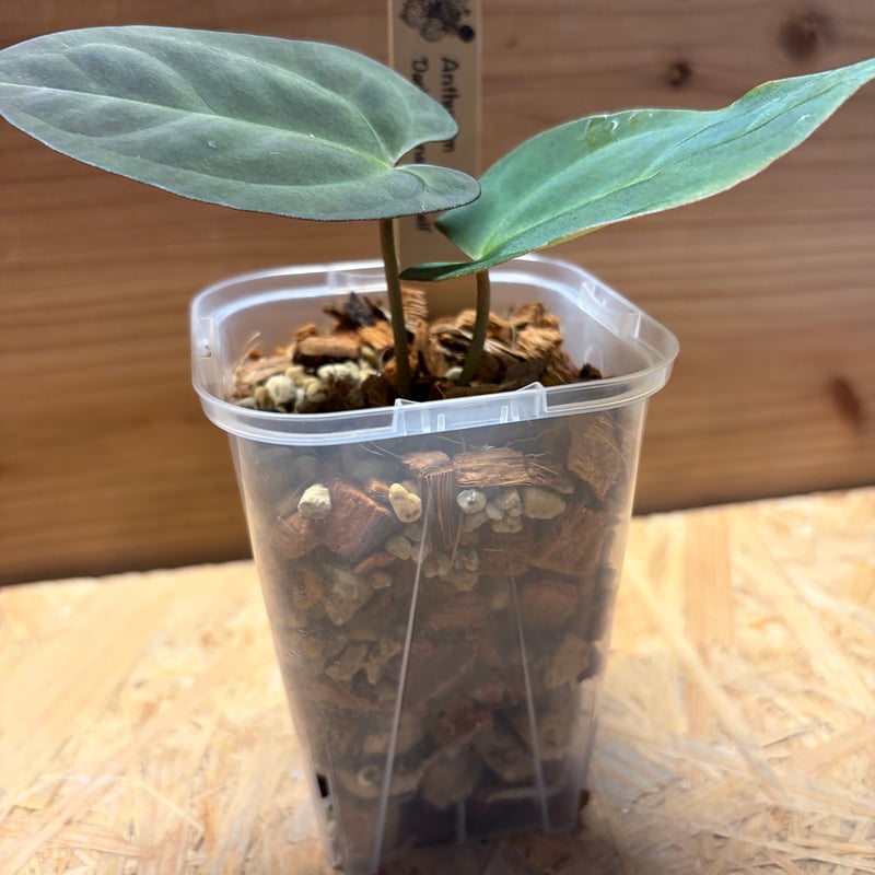 アンスリウム 'ダーケストパナマ' | GREEN LUCK