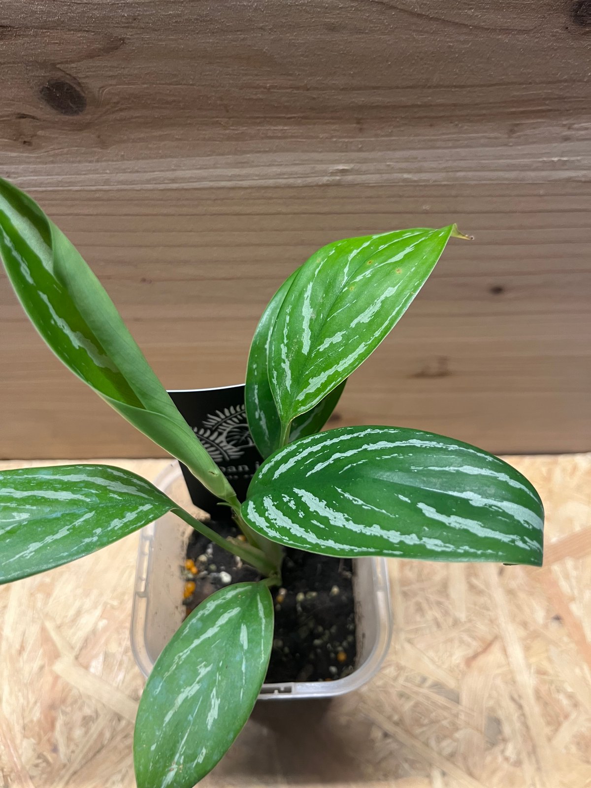 アグラオネマ ニティドゥム カーティシー | GREEN LUCK