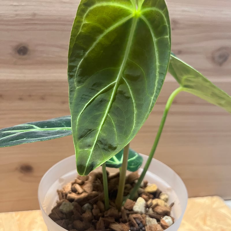 その他観葉植物 Anthurium regale dark Anthurium regale Dark Form #35 — TL PLANT STUDIO