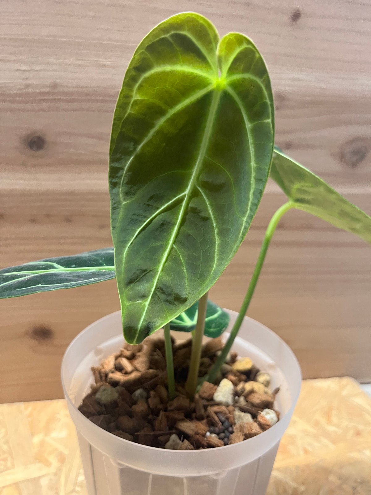 アンスリウム レガレ ダークナロー no.1 fit=scale-down,w=1200