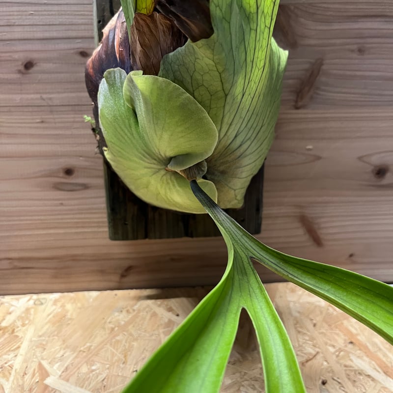 ビカクシダ コロナリウム | GREEN LUCK