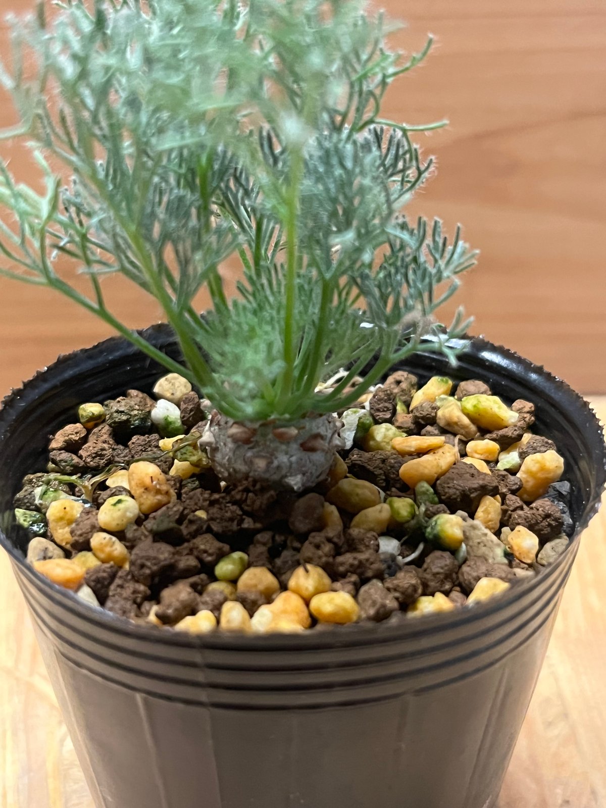 モンソニア ペニクリナム | GREEN LUCK