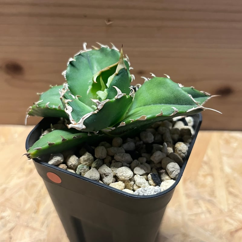 アガベ チタノタ 金鯨 | GREEN LUCK