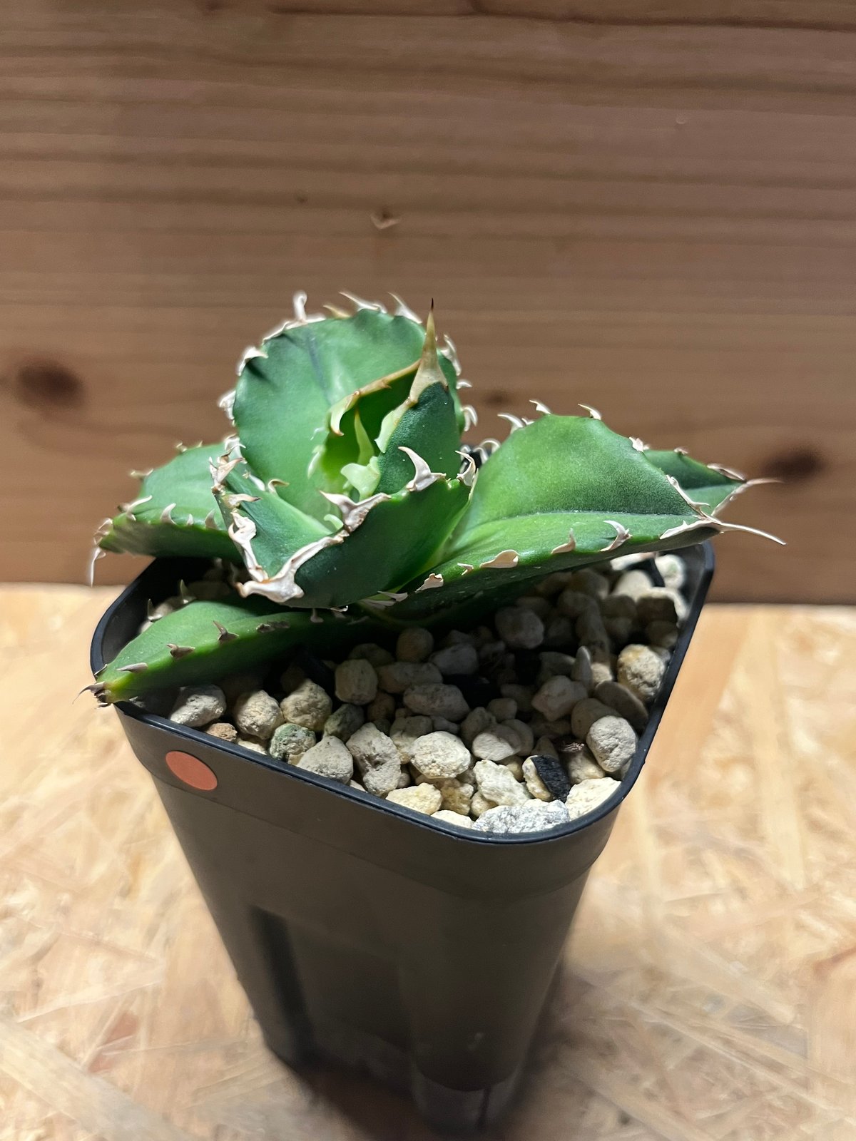 アガベ チタノタ 金鯨 | GREEN LUCK