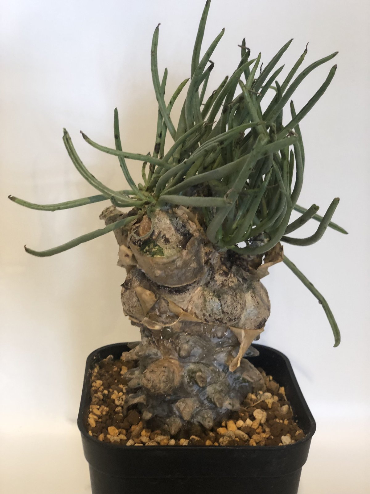 チレコドン ワリチー | GREEN LUCK