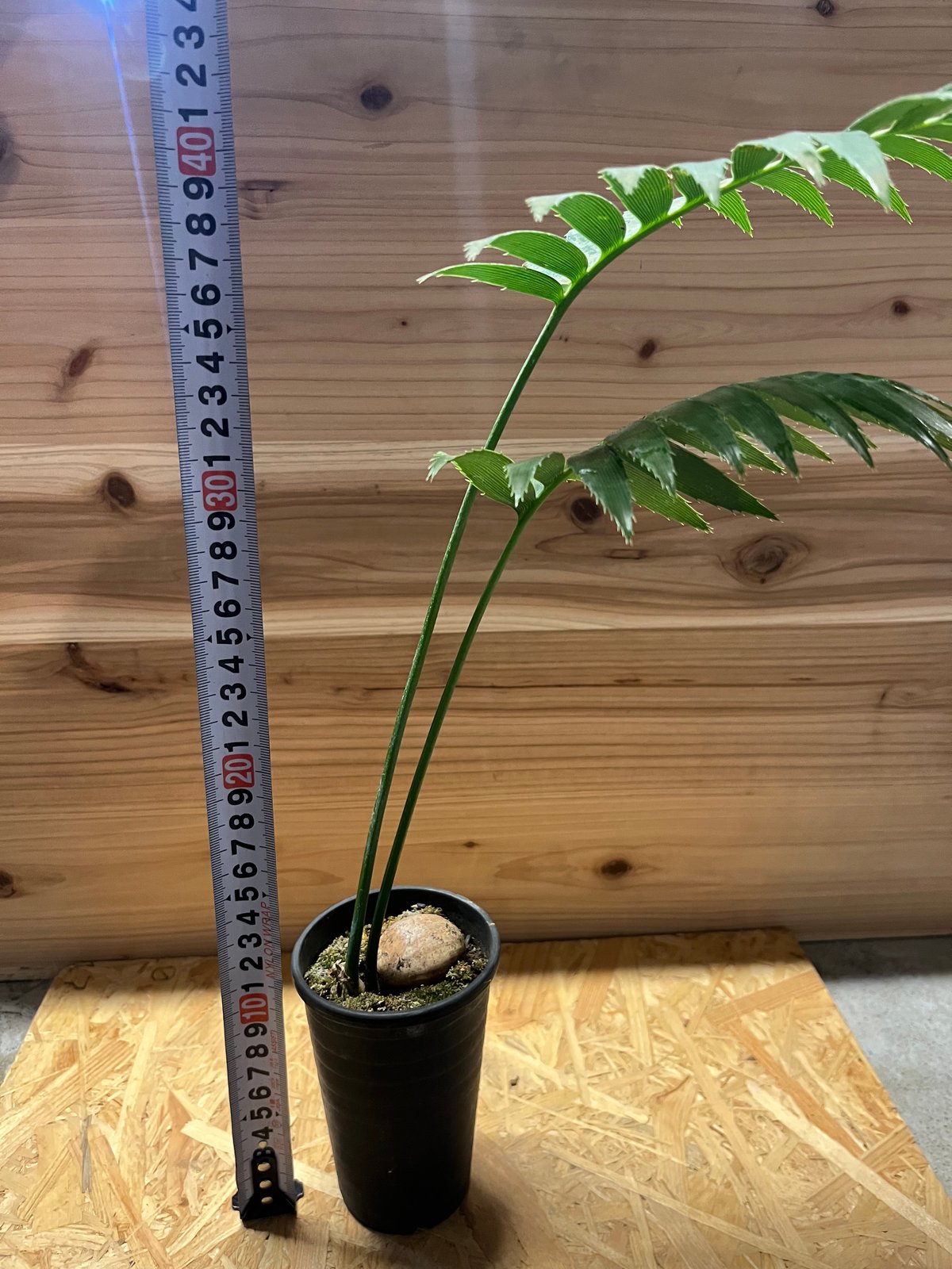 ディオーン スピヌロスム | GREEN LUCK