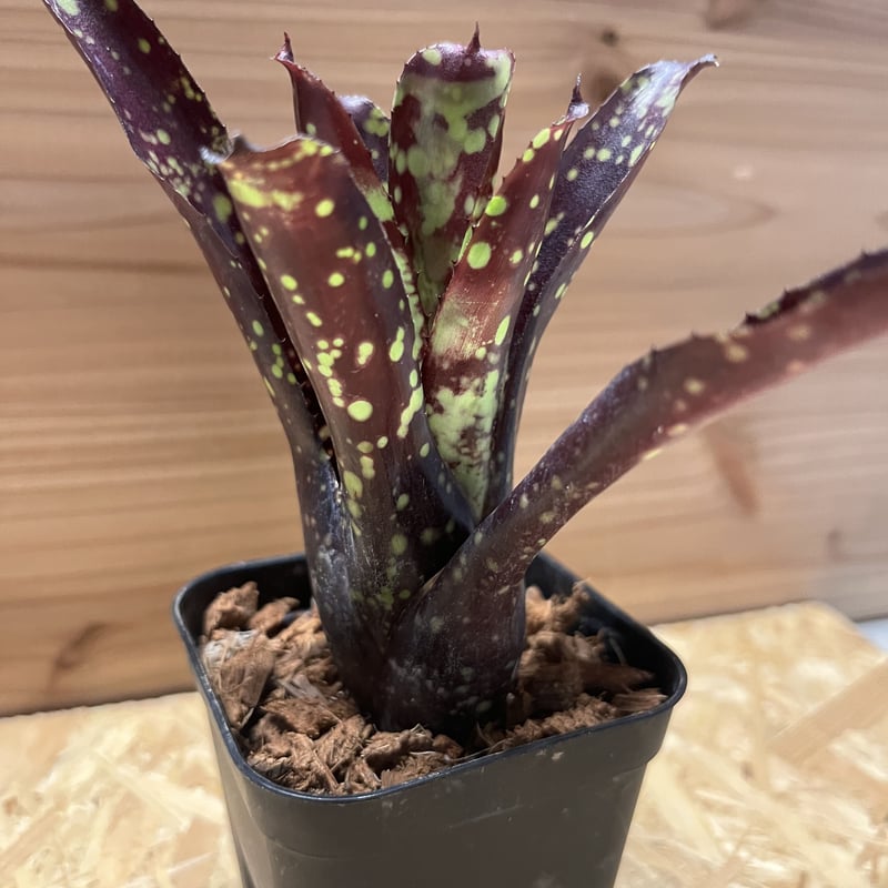 ネオレゲリア ドミノ | GREEN LUCK