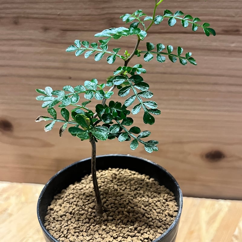 オペルクリカリア グラキリス　spicy gem パキプス　コピアポア 赤肌 オペルクリカリア グラキリス spicy gem パキプス コピアポア 赤肌