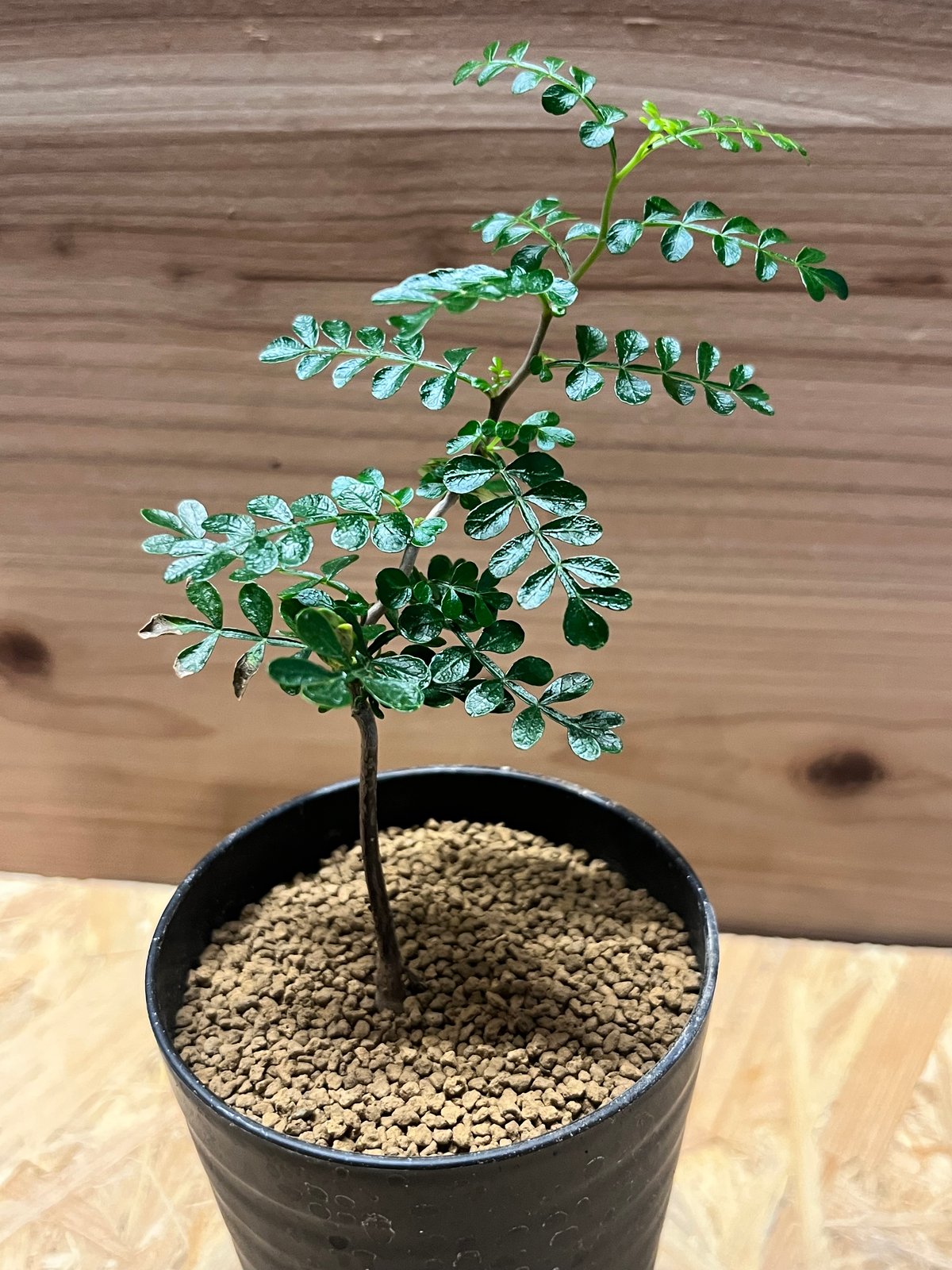 オペルクリカリア パキプス | GREEN LUCK