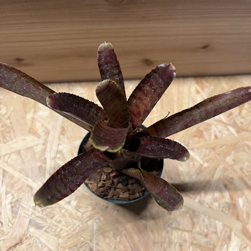 ジェリーキャット　クロコ　廃盤　レア ジェリーキャット クロコ 廃盤 レア - メルカリ