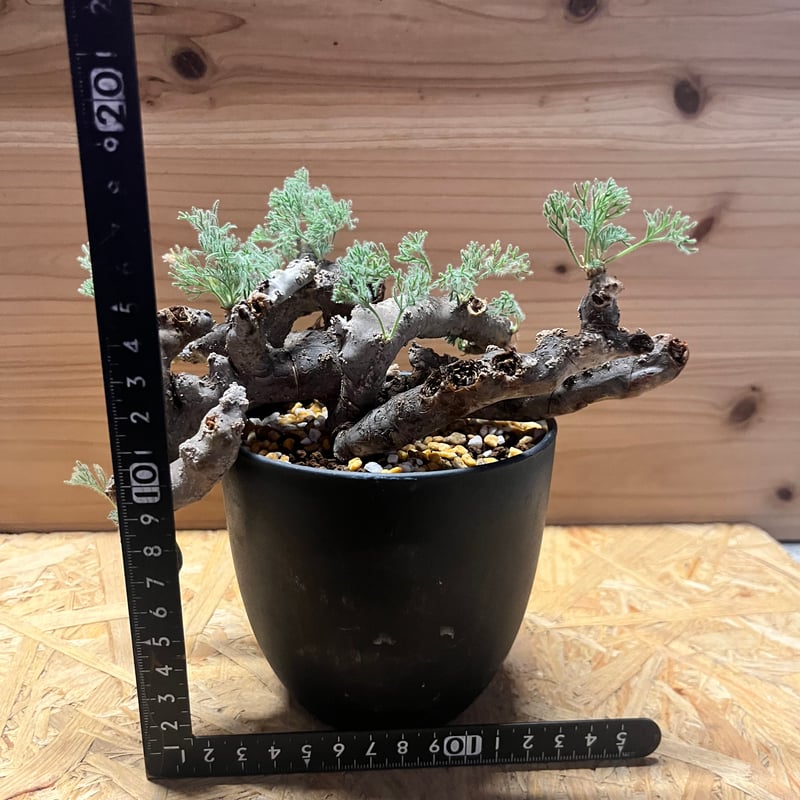 モンソニア ムルチフィダ （サルコカウロン） | GREEN LUCK