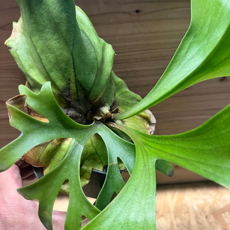 ビカクシダ キッチャクード | GREEN LUCK