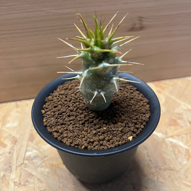 パキポディウム アンボンゲンセ | GREEN LUCK