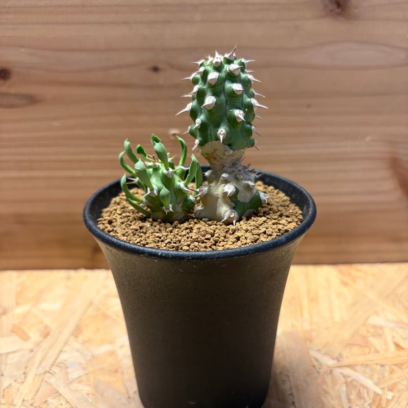 ユーフォルビア cv.トム | GREEN LUCK