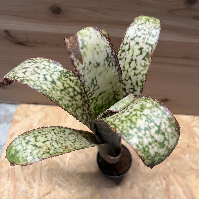 ビルベルギアカサブランカ ビルベルギア カサブランカ | GREEN LUCK