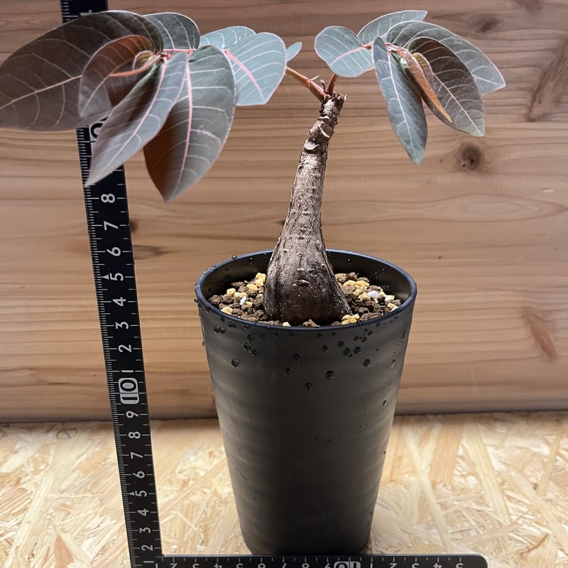 フィランサス　ミラビリス フィランサス ミラビリス「Phyllanthus mirabilis」5/2-427 | SH