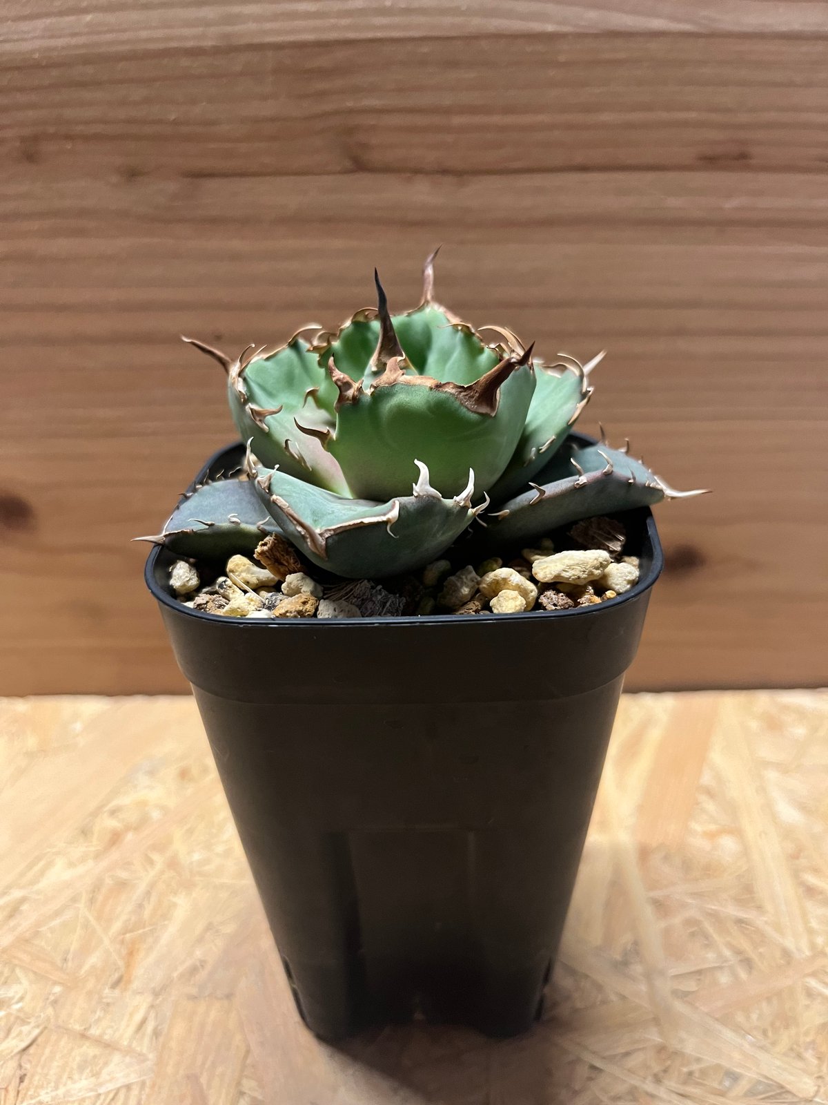 アガベ チタノタ ノーネーム | GREEN LUCK